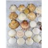 Image 2 : Collection of Seashells