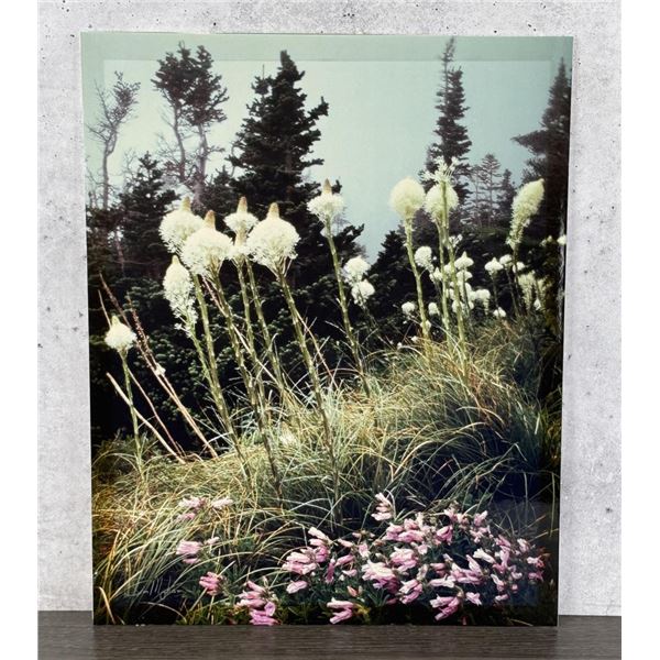 Bear Grass Glacier National Park Montana Photo