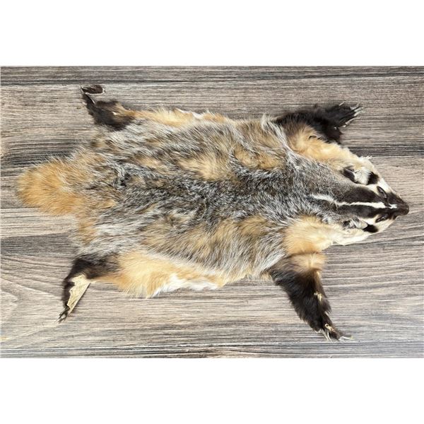 Montana Taxidermy Badger Fur Hide Pelt