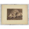 Image 1 : Edward Curtis Photogravure Rattlesnake Design