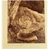 Image 2 : Edward Curtis Photogravure Animal Designs