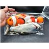 Image 2 : Interactive USB-Powered Floppy Fish Toys for Cats with Catnip – Crucian Carp and Clownfish