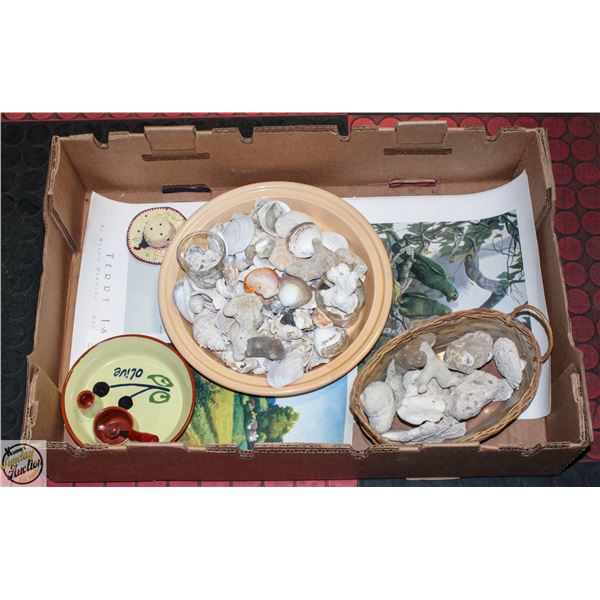 GENUINE CORAL + SEASHELLS, ESTATE