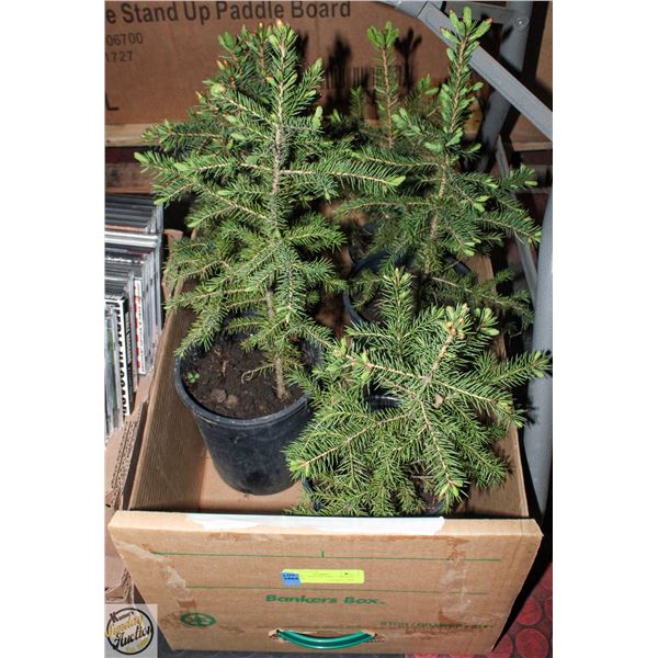 FLAT OF 5 SPRUCE TREES APPROX 12" HIGH