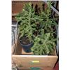 Image 1 : FLAT OF 5 SPRUCE TREES APPROX 12" HIGH
