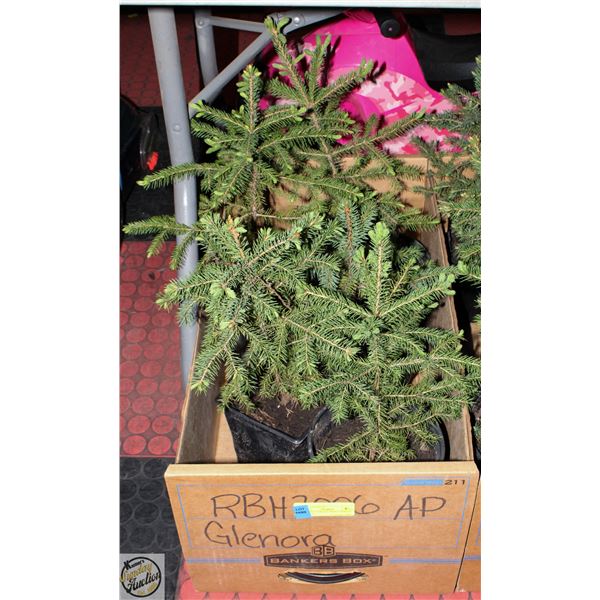 FLAT OF 5 SPRUCE TREES APPROX 12" HIGH