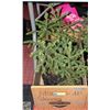 Image 1 : FLAT OF 5 SPRUCE TREES APPROX 12" HIGH