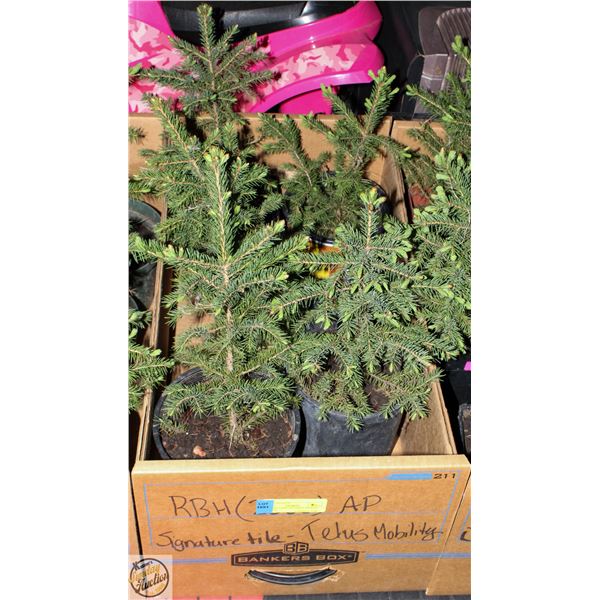 FLAT OF 5 SPRUCE TREES APPROX 12" HIGH