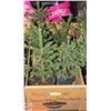 Image 1 : FLAT OF 5 SPRUCE TREES APPROX 12" HIGH