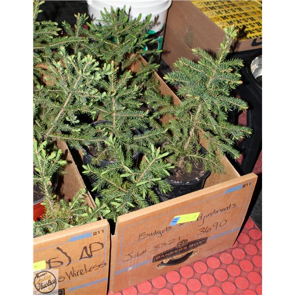 FLAT OF 5 SPRUCE TREES APPROX 12" HIGH