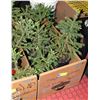 Image 1 : FLAT OF 5 SPRUCE TREES APPROX 12" HIGH