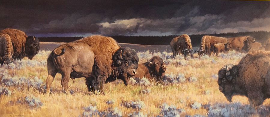 Nancy Glazier Restless Buffalo Framed Art Print – Western Wildlife