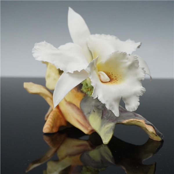 Connoisseur of Malvern Flower, Bow Bells Cattleya