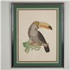 Image 1 : Richard Rickson, Etching on Paper, Toucan - Signed