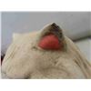 Image 3 : cement cat  14" tall 