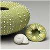 Image 2 : Graeme Priddle | 'Kina' - (Sea Urchin), 2025