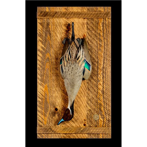 Deadfall Pintail