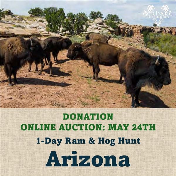 1-Day Ram & Hog Hunt in Arizona