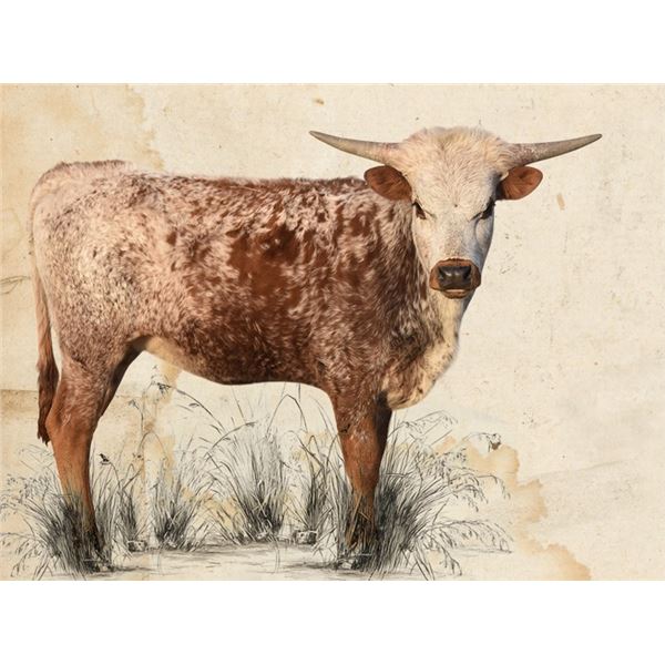 11R Magnolia's Dream