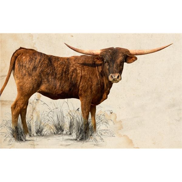 WLR JAMMIN ARKANSAS ROSE