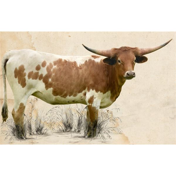 GLR MONIKAS CRACKER GAL