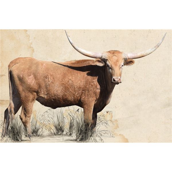 BAR R MIDWEST MERMAID