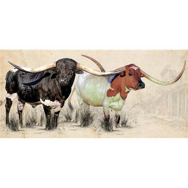 JH RURAL SAFAR SON X CARMEN 123 CB - Embryo