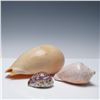 Image 1 : 3pc Carved Cowrie Shell and Sea Shells