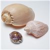 Image 2 : 3pc Carved Cowrie Shell and Sea Shells