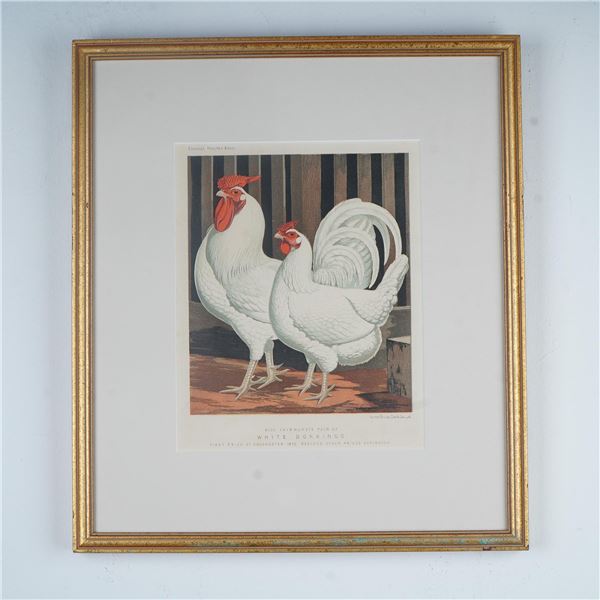 J.W. Ludlow, Vincent Brooks Day & Son Lithograph, Cassell's Poultry Book