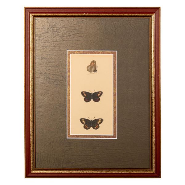 Original Chromolithograph on Paper, Butterflies Studies