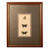 Image 1 : Original Chromolithograph on Paper, Butterflies Studies