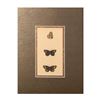 Image 2 : Original Chromolithograph on Paper, Butterflies Studies