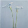 Image 2 : James Moore (Aft.) Offset on Paper, Two Calla Lilies