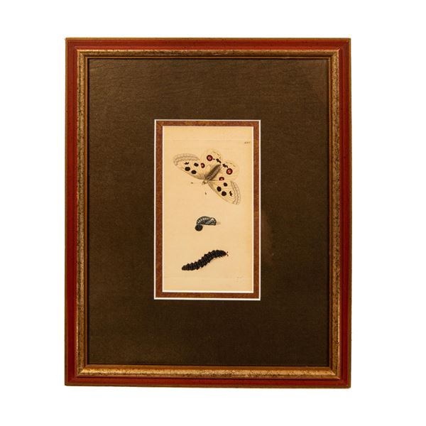 Richard P. Nodder, Original Hand Colored Engraving Butterfly