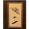 Image 3 : Richard P. Nodder, Original Hand Colored Engraving Butterfly