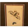 Image 4 : Richard P. Nodder, Original Hand Colored Engraving Butterfly