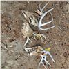 Image 1 : 3 deer heads with tags