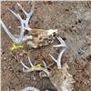 Image 3 : 3 deer heads with tags