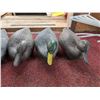 Image 4 : (5) Plastic Mallard Decoys For hunting