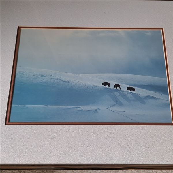 Bison and snow picture