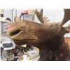 Image 8 : (Purchaser MUST Be from Manitoba) Moose Head Mount with