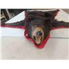 Image 2 : (Purchaser MUST Be from Manitoba) Black Bear Full Head Rug  