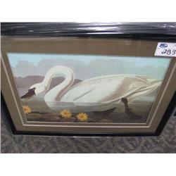 swan Framed Print