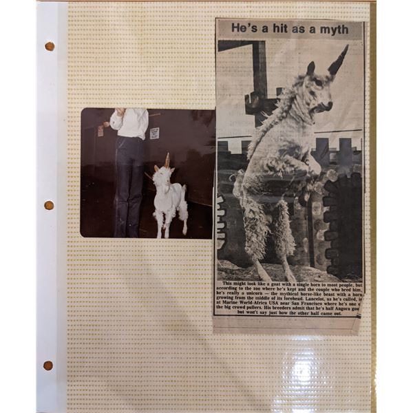 Unicorn Original Photo