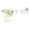Image 1 : Harbor Seal FDC