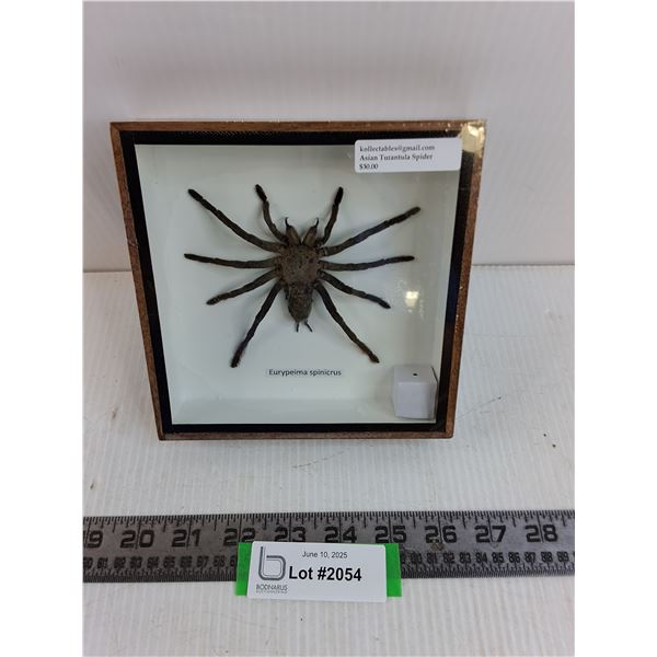 Asian Tarantula Spider in Display Case - 6" x 6" - Formaldehyde Smell- PICK UP ONLY