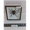 Image 1 : Asian Tarantula Spider in Display Case - 6" x 6" - Formaldehyde Smell- PICK UP ONLY