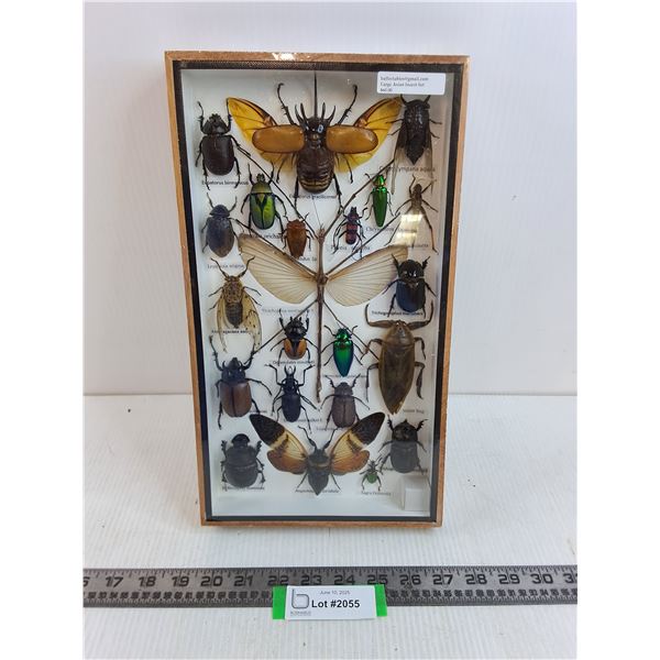 Large Asian Insect Set in Display Case 8" x 14"- Formaldehyde Smell- PICK UP ONLY