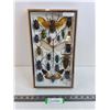 Image 1 : Large Asian Insect Set in Display Case 8" x 14"- Formaldehyde Smell- PICK UP ONLY